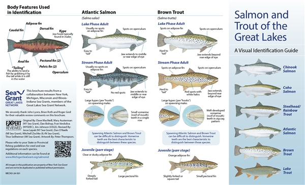 Salmon and Trout of the Great Lakes: A Visual Identification Guide (FREE)